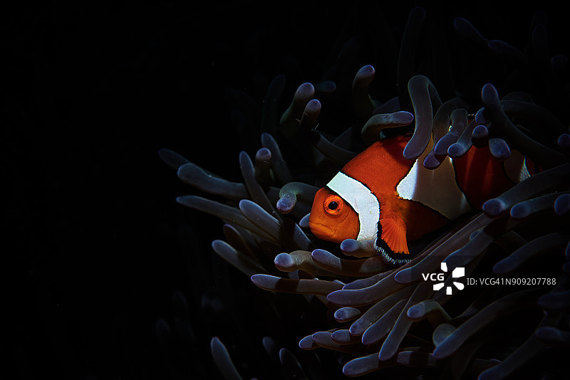 眼斑海葵鱼畅游珊瑚礁图片素材