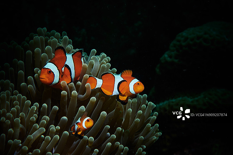 海葵鱼一家在珊瑚旁游动图片素材