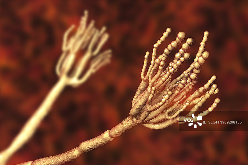 导致食物腐败并用于生产的青霉菌图片素材