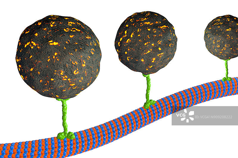 细胞内运输插图图片素材