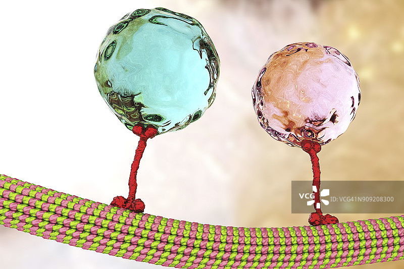 细胞内运输插图图片素材