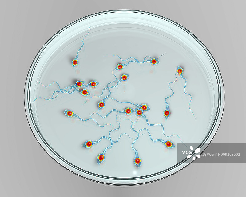 体外受精概念插图图片素材