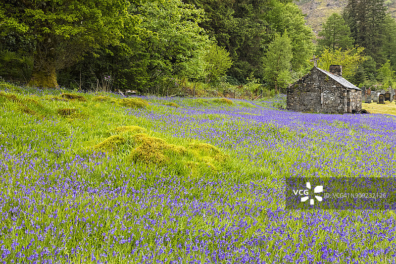 英国苏格兰高地巴拉丘利什圣约翰教堂旁的风铃草图片素材