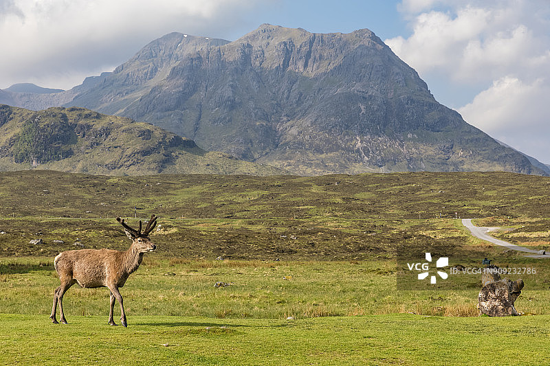 英国苏格兰高地：布achaille Etive山群的红鹿图片素材