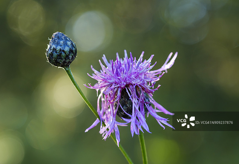 德国巴伐利亚伊萨拉文自然保护区：大 knapweed，Centaurea scabiosa图片素材