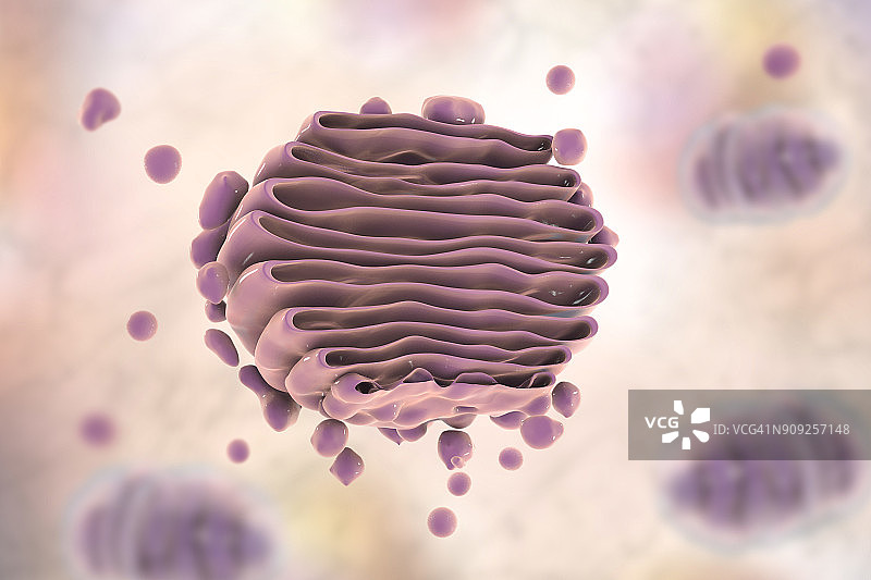 高尔基体结构示意图图片素材
