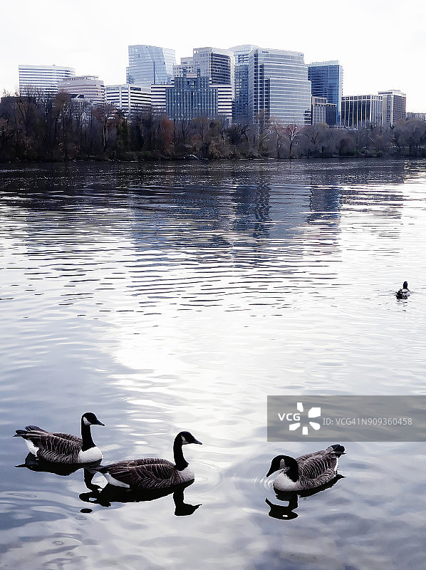 美国弗吉尼亚州阿灵顿县罗斯林和波托马克河的天际线图片素材