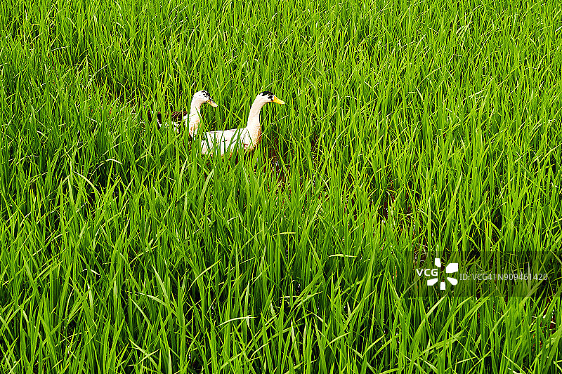 越南北部，枚州风景区的稻田图片素材