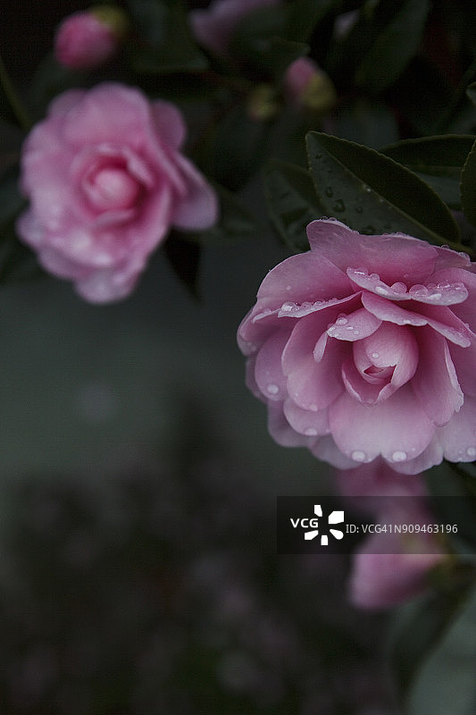 粉色山茶花图片素材