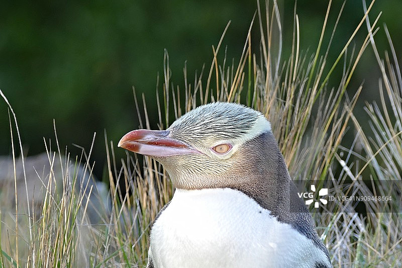 黄眼企鹅图片素材
