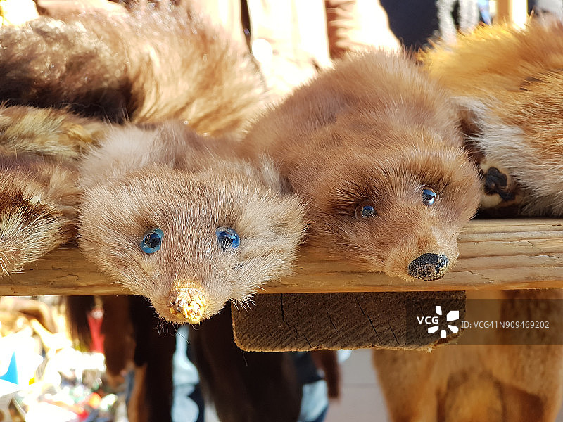 狐狸皮毛图片素材