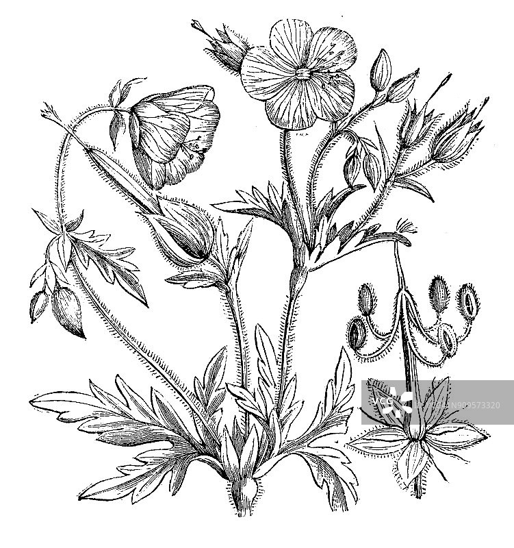 老鹳草（草原老鹳草）植物古董插画图片素材