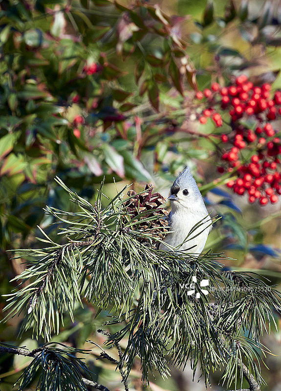 植绒的山雀图片素材