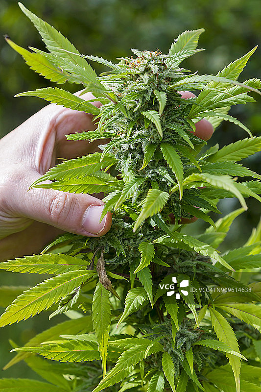 大麻处理图片素材