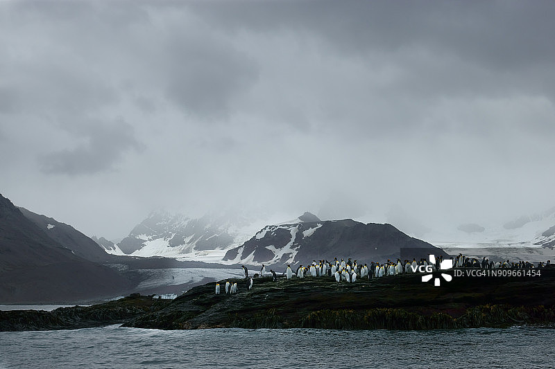 索尔兹伯里平原上的帝企鹅图片素材