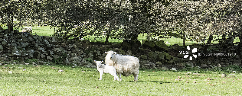 博斯和哈莱克之间的卡迪根湾沿岸的威尔士海岸小路图片素材