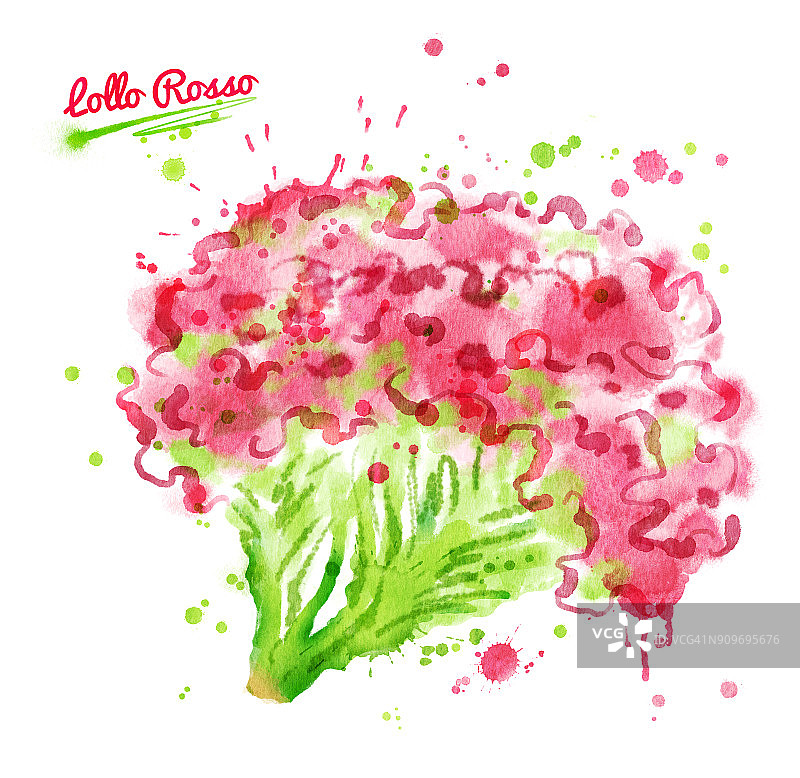 水彩罗莎拉蒂生菜图片素材
