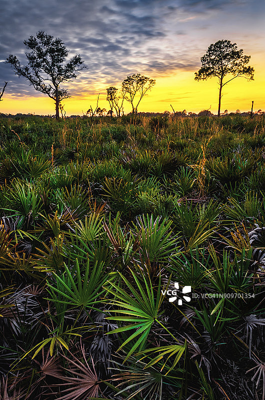佛罗里达州草原图片素材