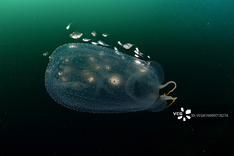海黄蜂和鱼图片素材
