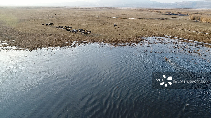安纳托利亚野马航拍图片素材