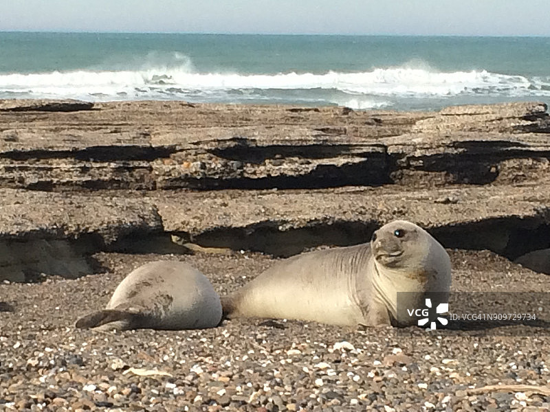在巴塔哥尼亚海滩上的小海象图片素材