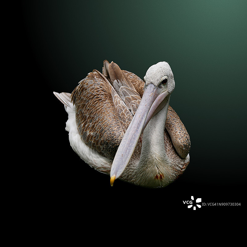 绿色背景上的粉背鹈鹕图片素材