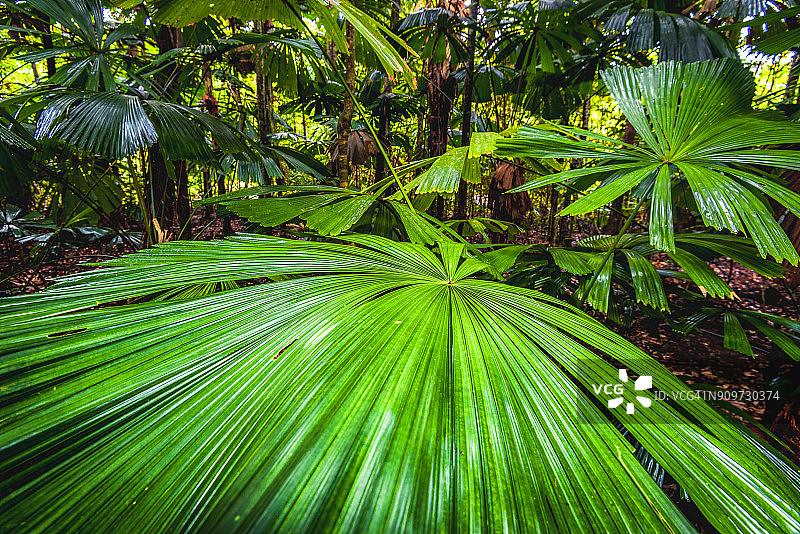 扇形棕榈树图片素材