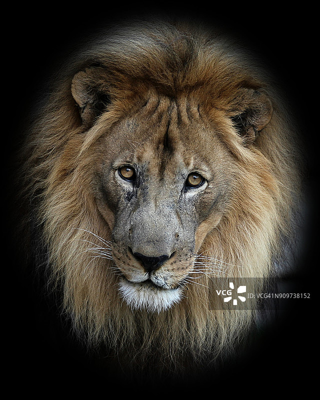 雄狮面部图片素材