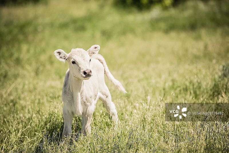 绿色草地上站立的白色夏洛莱牛犊图片素材