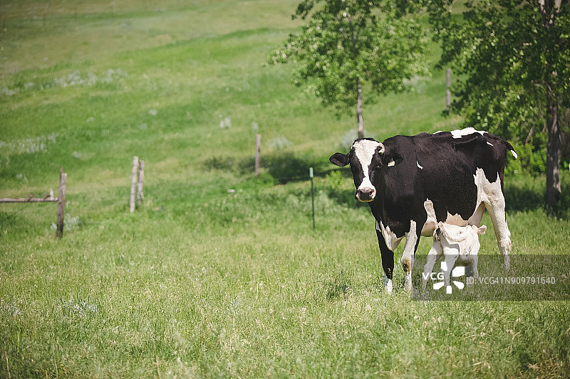 荷斯坦母牛在绿色草地上喂养白色小牛图片素材