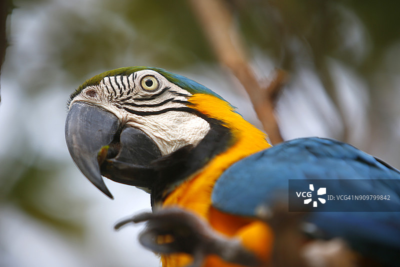 蓝黄鹦鹉图片素材