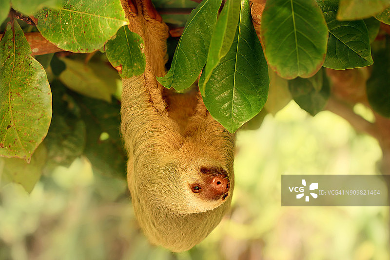 哥斯达黎加树上的树懒：霍夫曼二趾树懒图片素材