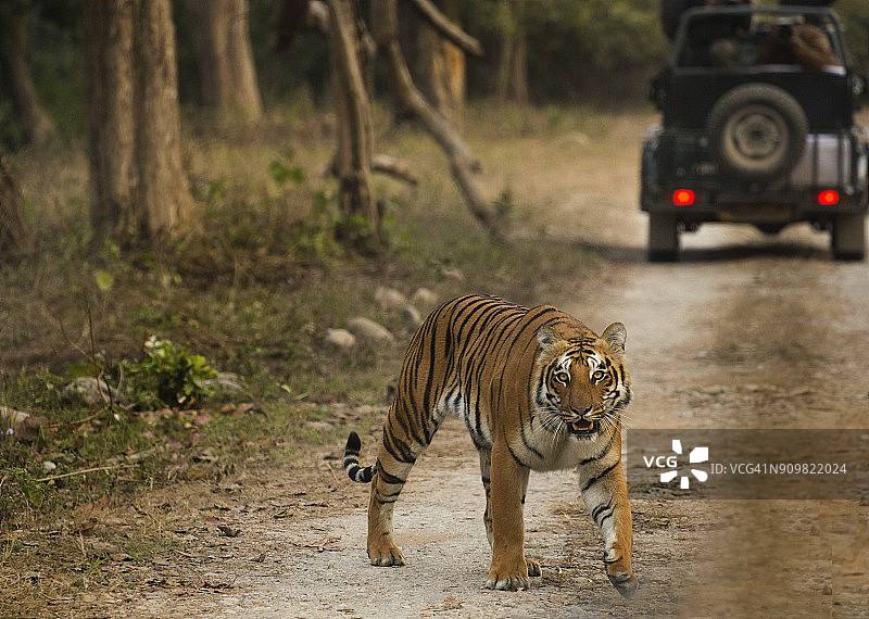 印度森林中的孟加拉虎图片素材