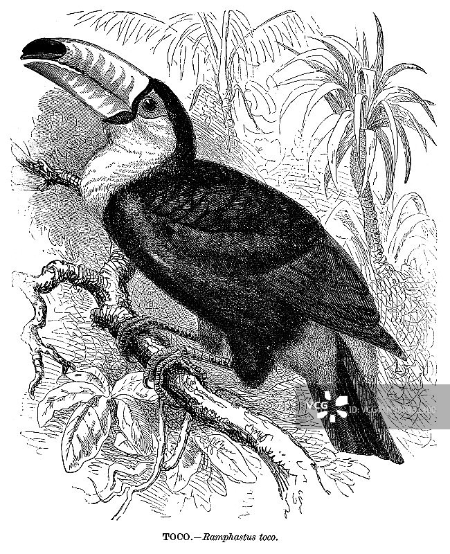 大嘴鸟图片素材