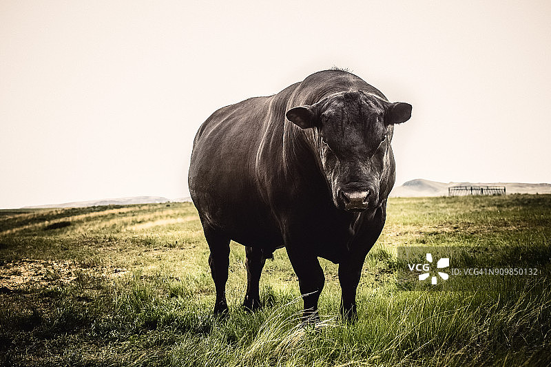 安格斯黑牛特写，表情严肃，站在蒙大拿草原上图片素材