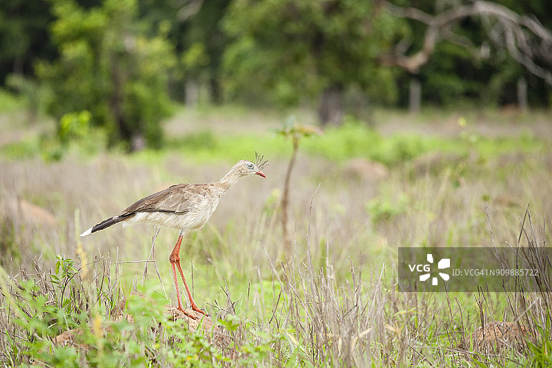 红腿叫鹤，巴西塞拉多地区图片素材