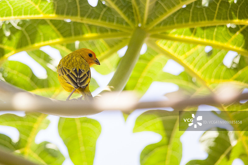 栖息在木瓜树上的番红雀（雄性）图片素材