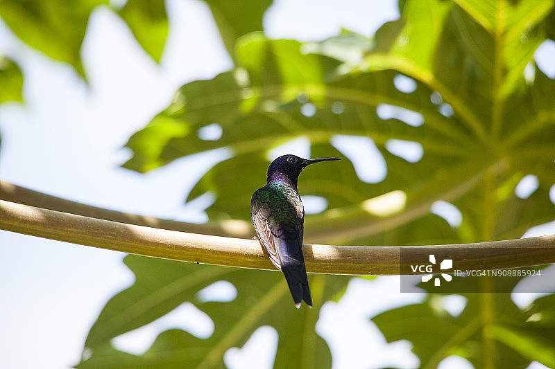 蜂鸟栖息在番木瓜树上，塞拉多地区，巴西图片素材