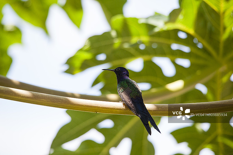 蜂鸟栖息在番木瓜树上，塞拉多地区，巴西图片素材