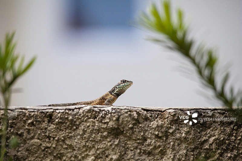 亚马逊熔岩蜥蜴图片素材