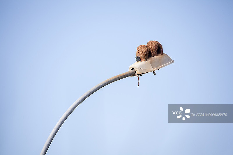 巴西街灯上的棕灶鸟巢穴图片素材