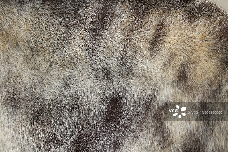 驴/骡子/马的斑点毛皮特写，天然纹理图片素材