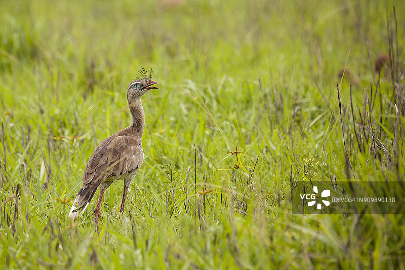 红腿叫鹤，巴西塞拉多地区图片素材