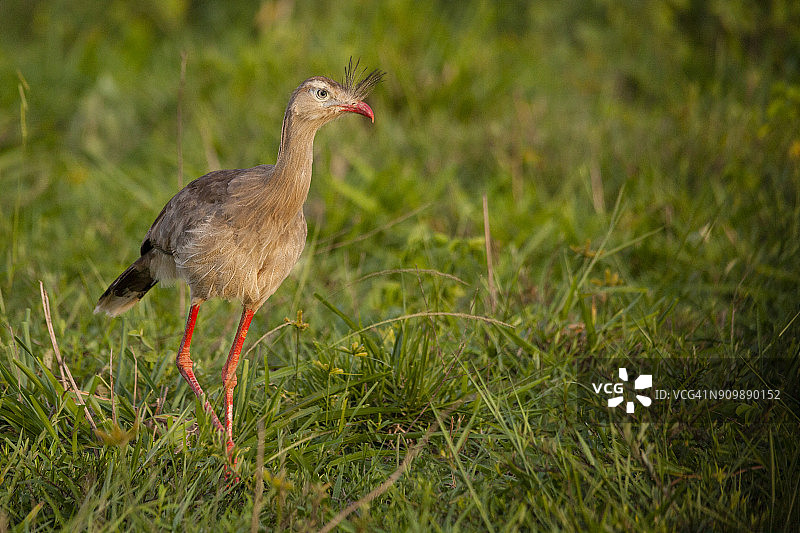红腿叫鹤，巴西塞拉多地区图片素材