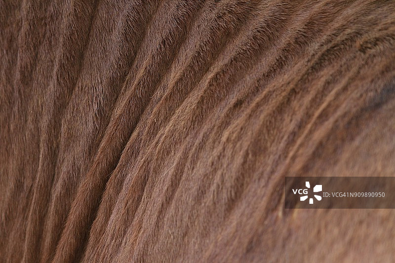 驴/骡子/马的毛发特写。马的毛色：带褶皱的红棕色。天然纹理。图片素材