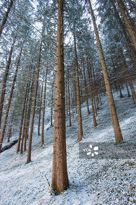 树林中的树木图片素材