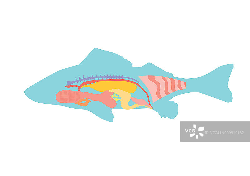 鱼的横截面图片素材