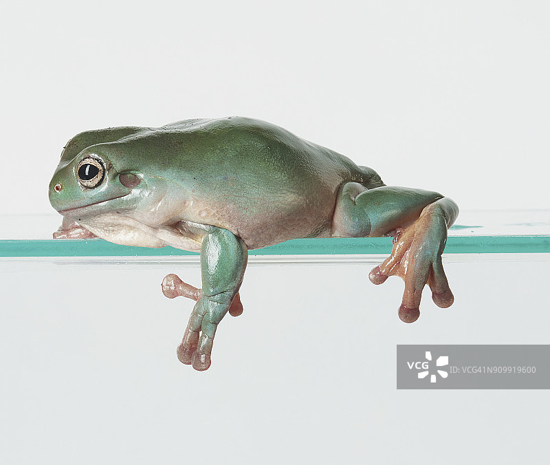 白氏树蛙图片素材