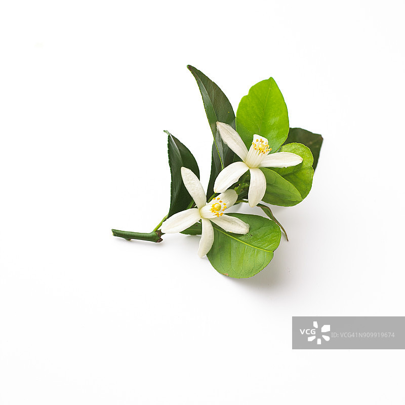 橙色花朵图片素材