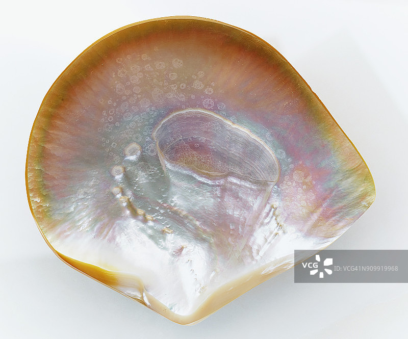 珍珠母原石D17图片素材